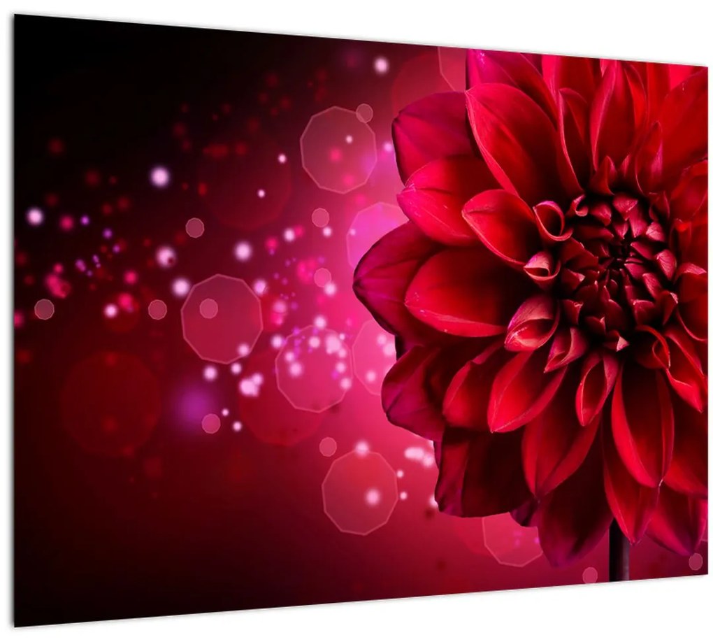Tablou cu floare roșie (70x50 cm)