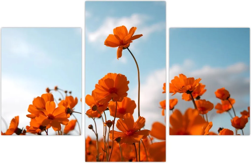 Tablou - Flori sălbatice (90x60 cm)