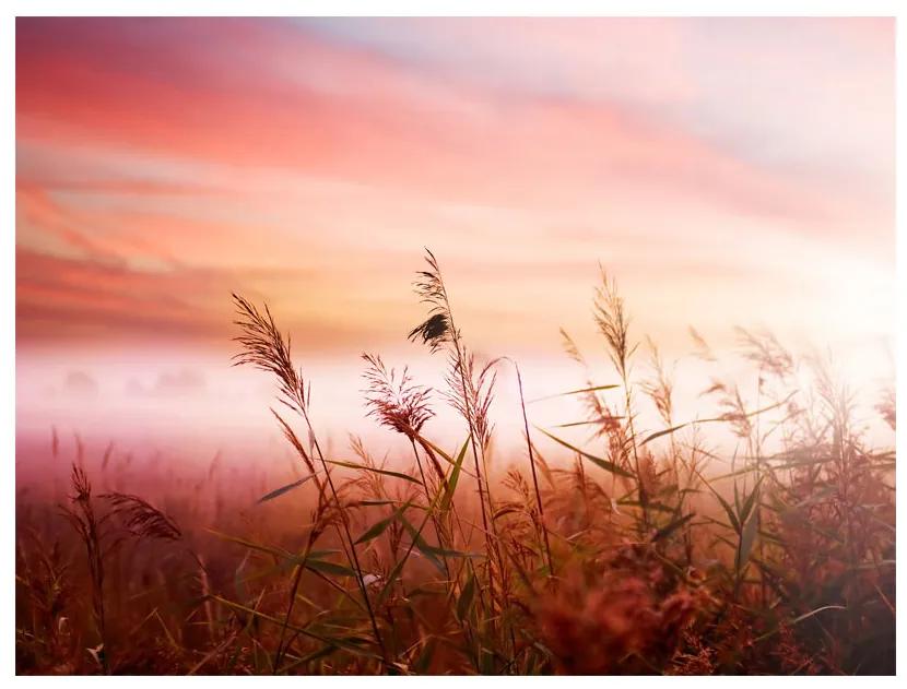 Fototapet - Morning meadow