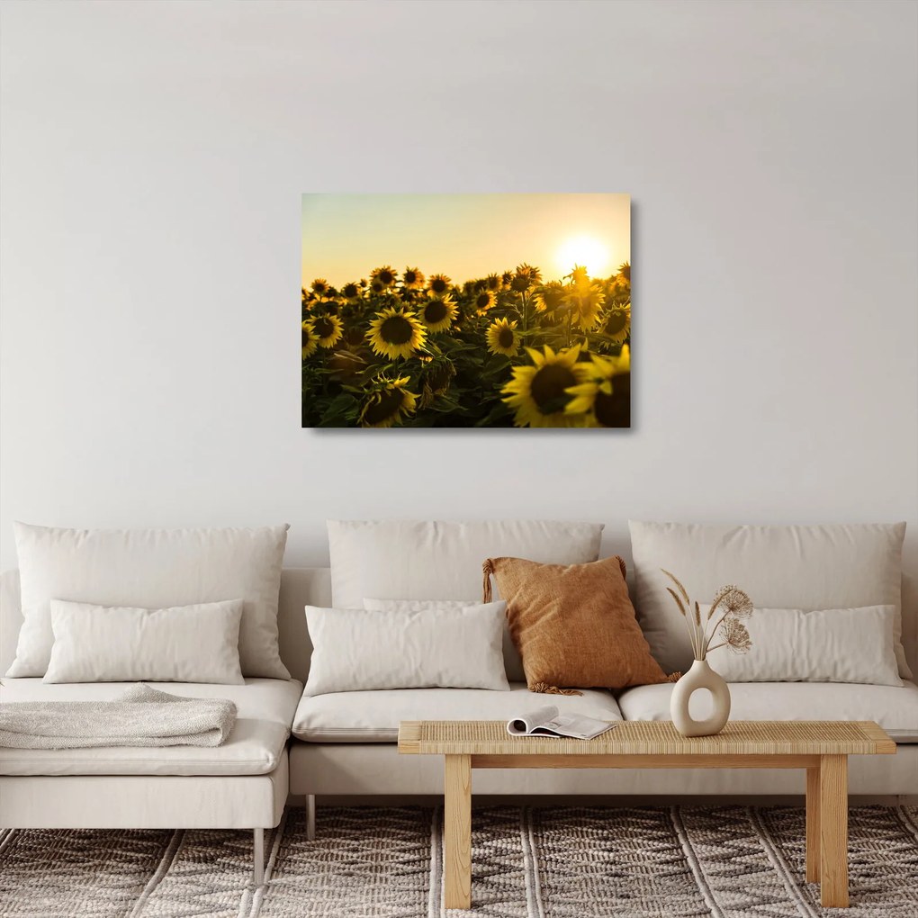 Tablou pe sticlă cu lan de floarea soarelui (70x50 cm)