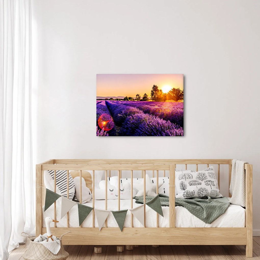 Tablou cu câmp de lavanda (70x50 cm)