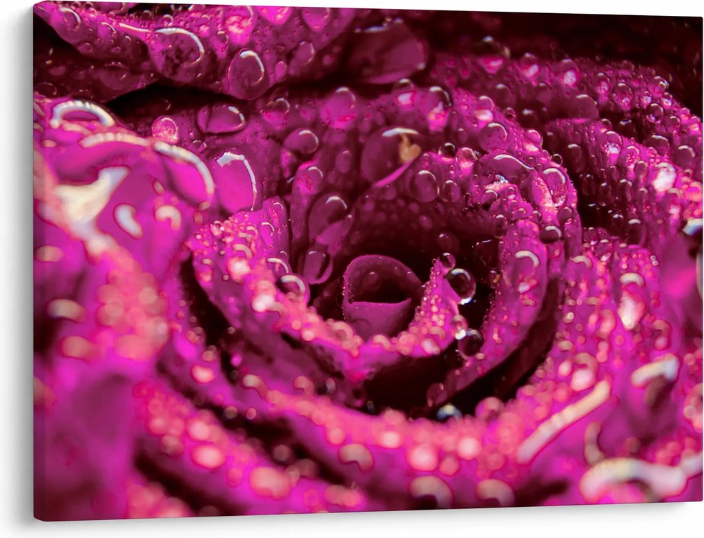 Tabloul cu floarea trandafirului roz (70x50 cm)