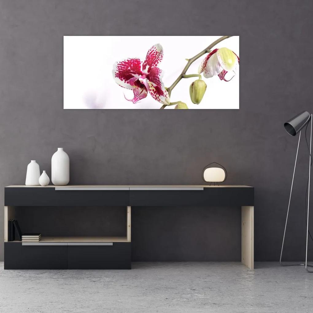 Tablou cu floarea de orhidee (120x50 cm), în 40 de alte dimensiuni noi