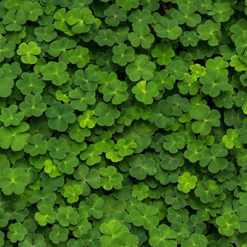 Fototapet, 3D Clover, Rebel Walls