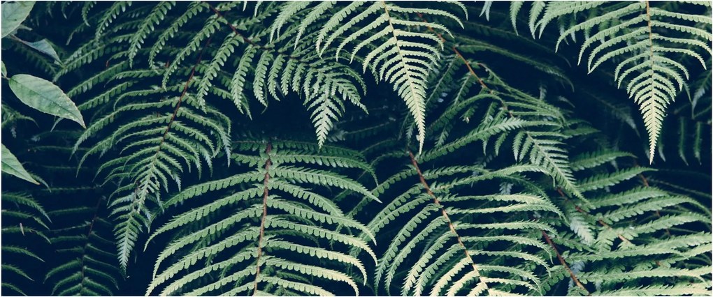 Tablou cu frunze de ferigă (120x50 cm)