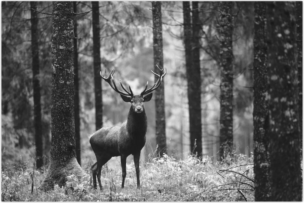 Tablou - Căprioare in pădure 2,alb-negru (90x60 cm)