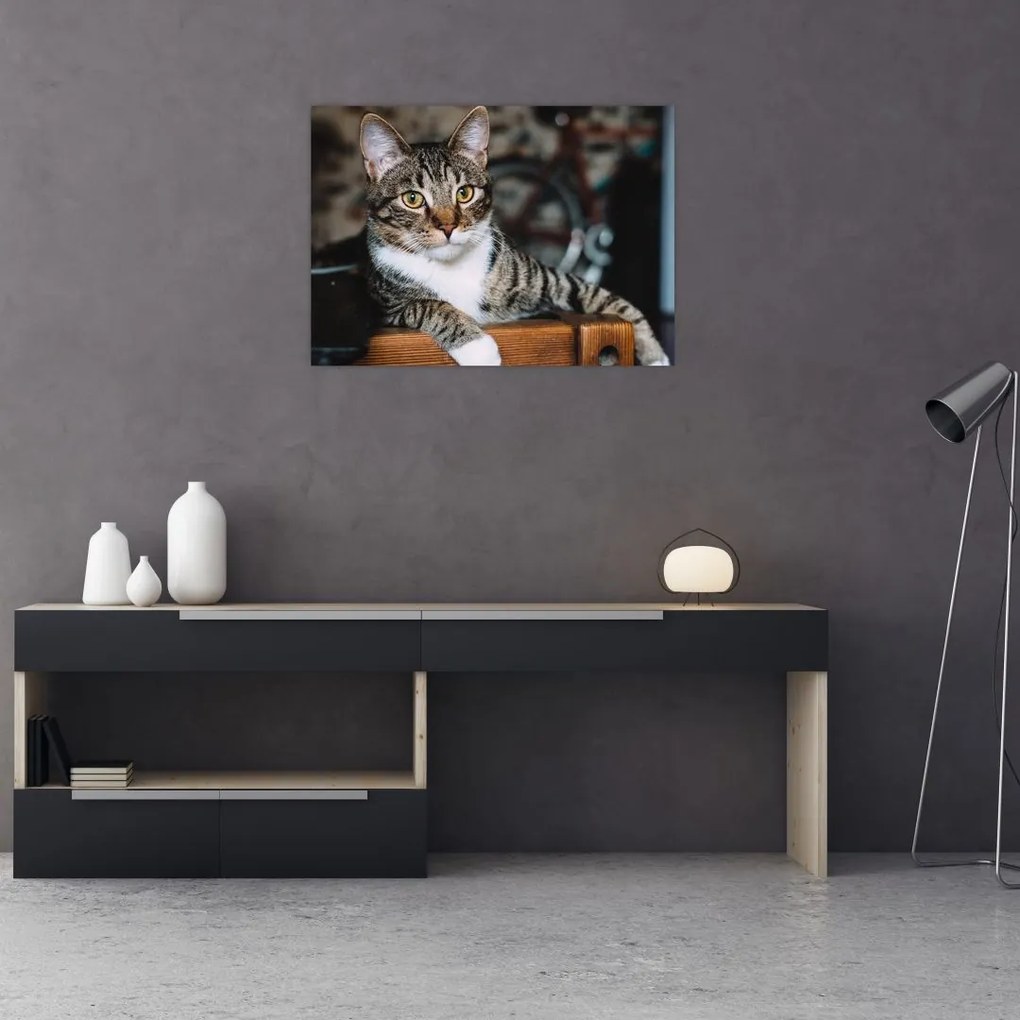 Tablou pe sticlă cu pisica (70x50 cm)