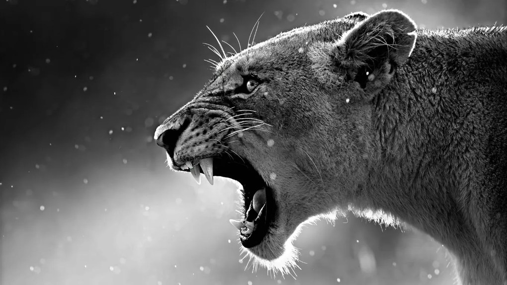 Tablou canvas felina furioasa - 70x50cm