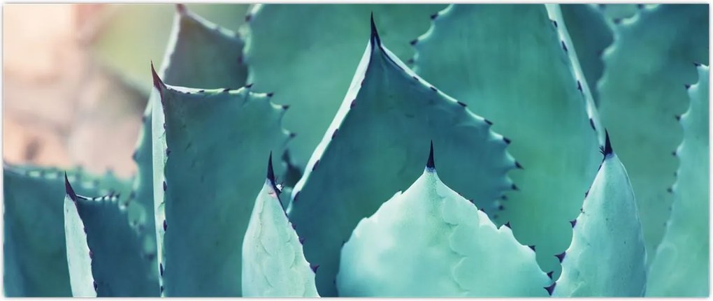 Tablou - Suculent (120x50 cm)