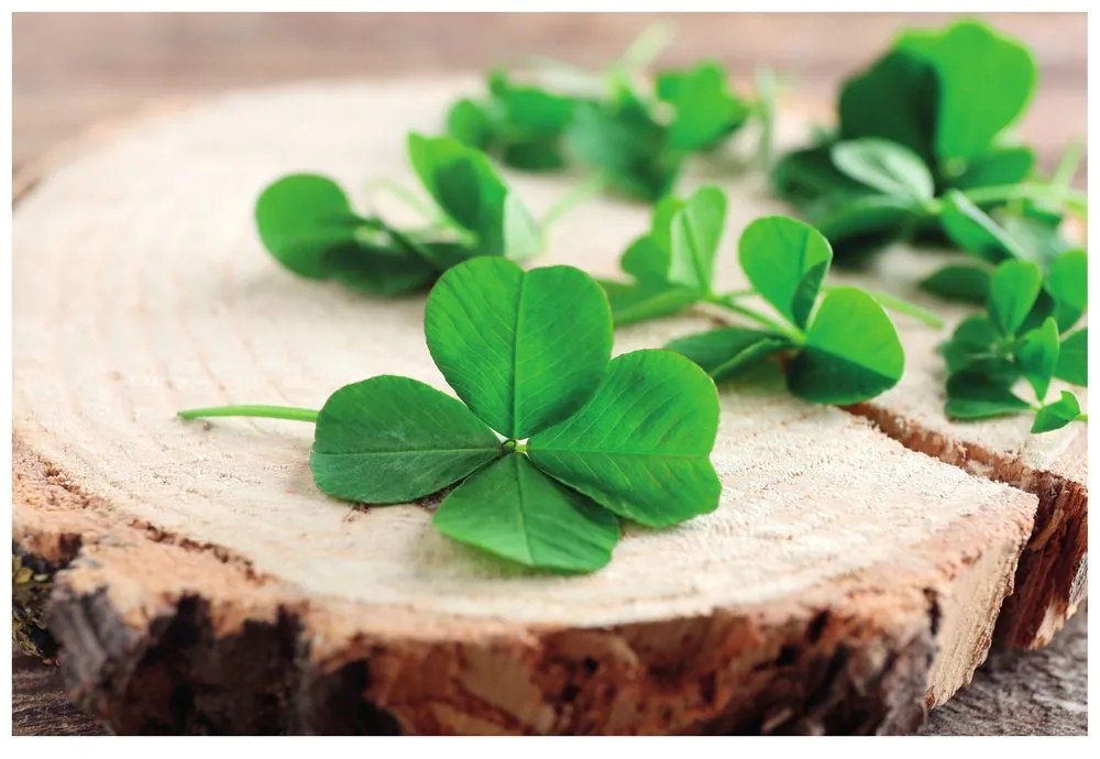 Fototapet autoadeziv trifoi cu patru foi verzi