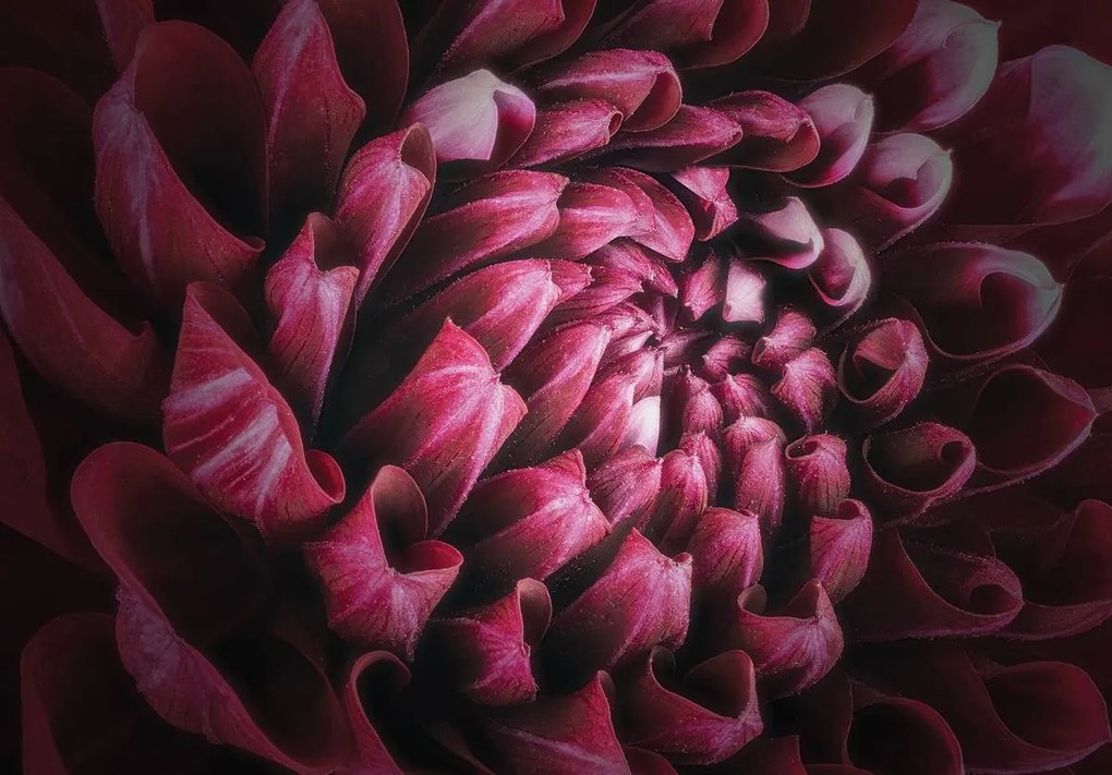 Fototapet - Plantă (254x184 cm)