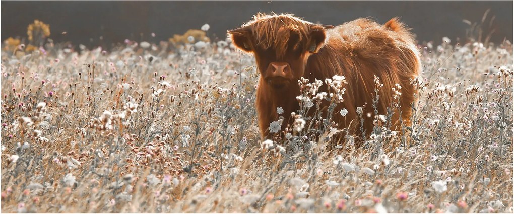 Tablou - Vacă scoțiană (120x50 cm)