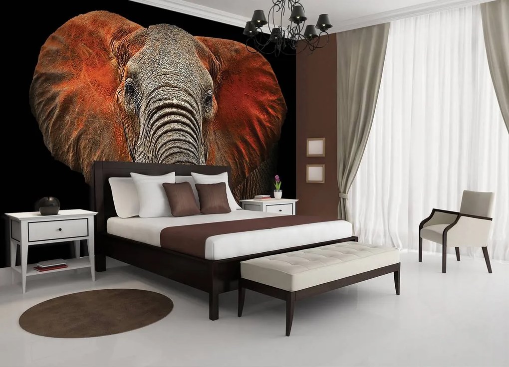 Fototapet - Elefant - urechi roșii (254x184 cm)