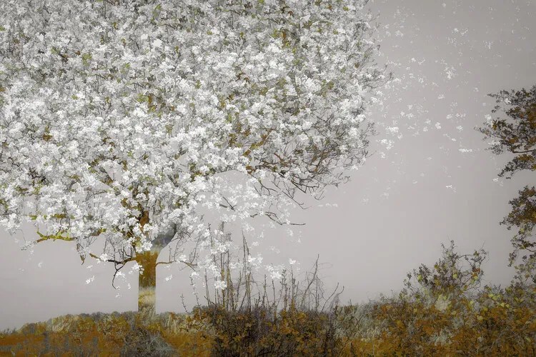 Ilustrație Fruit tree, Nel Talen