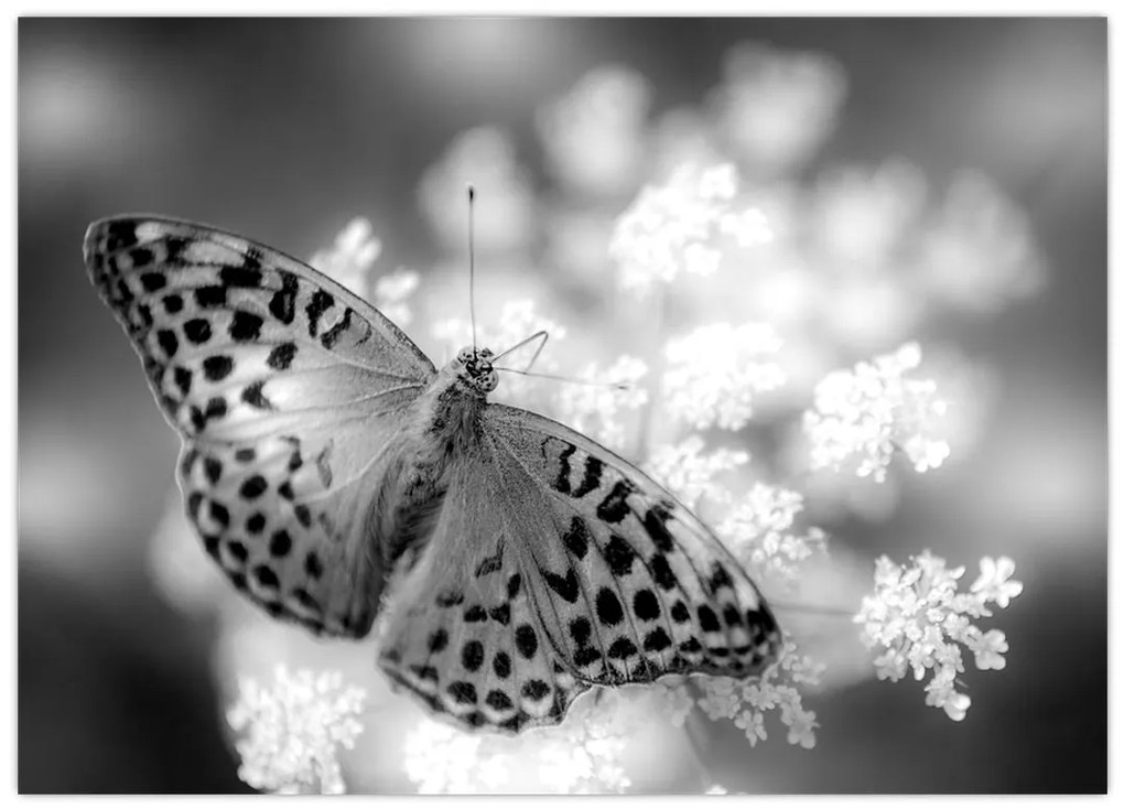 Tablou - Detailu cu fluture care polenizează floare (70x50 cm)