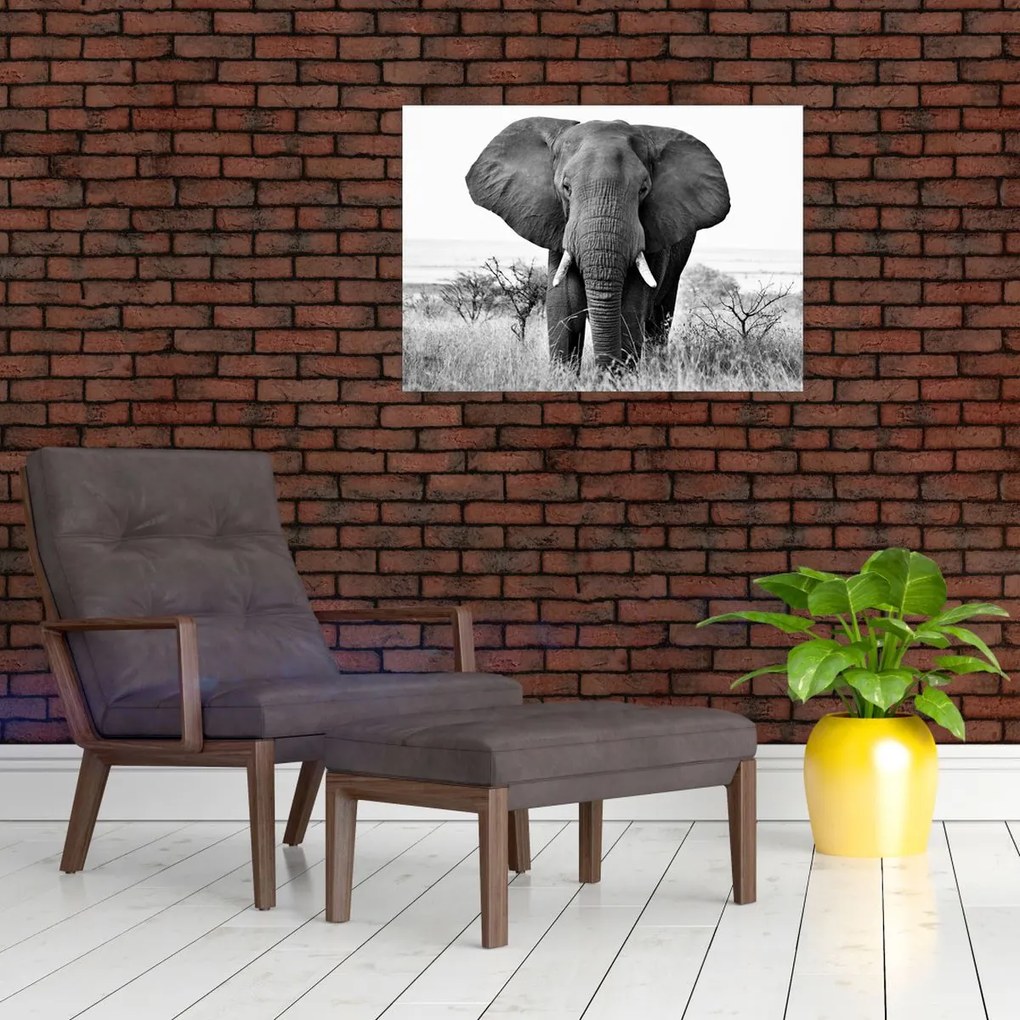 Tablou pe sticlă - Elefantul african II. (70x50 cm)
