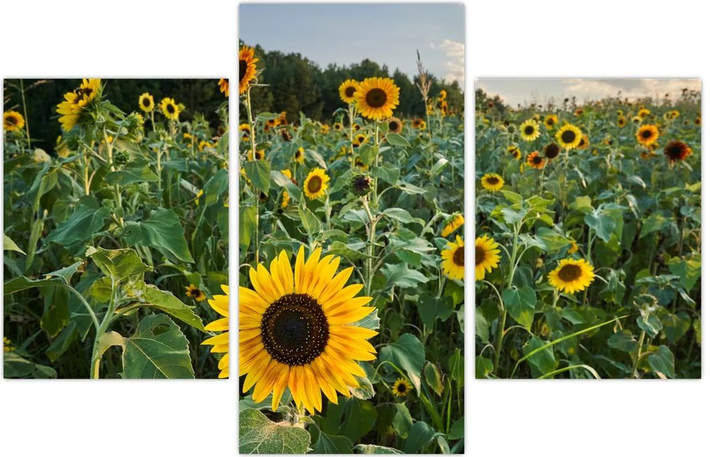 Tablou - Câmpul de floarea-soarelui II. (90x60 cm)