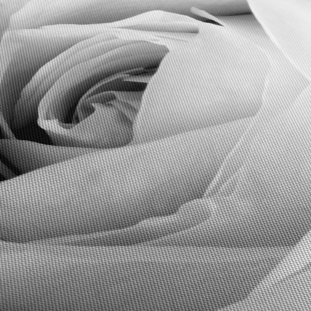 Tablou - Detailu de floare de trandafir (cu ceas) (90x30 cm)