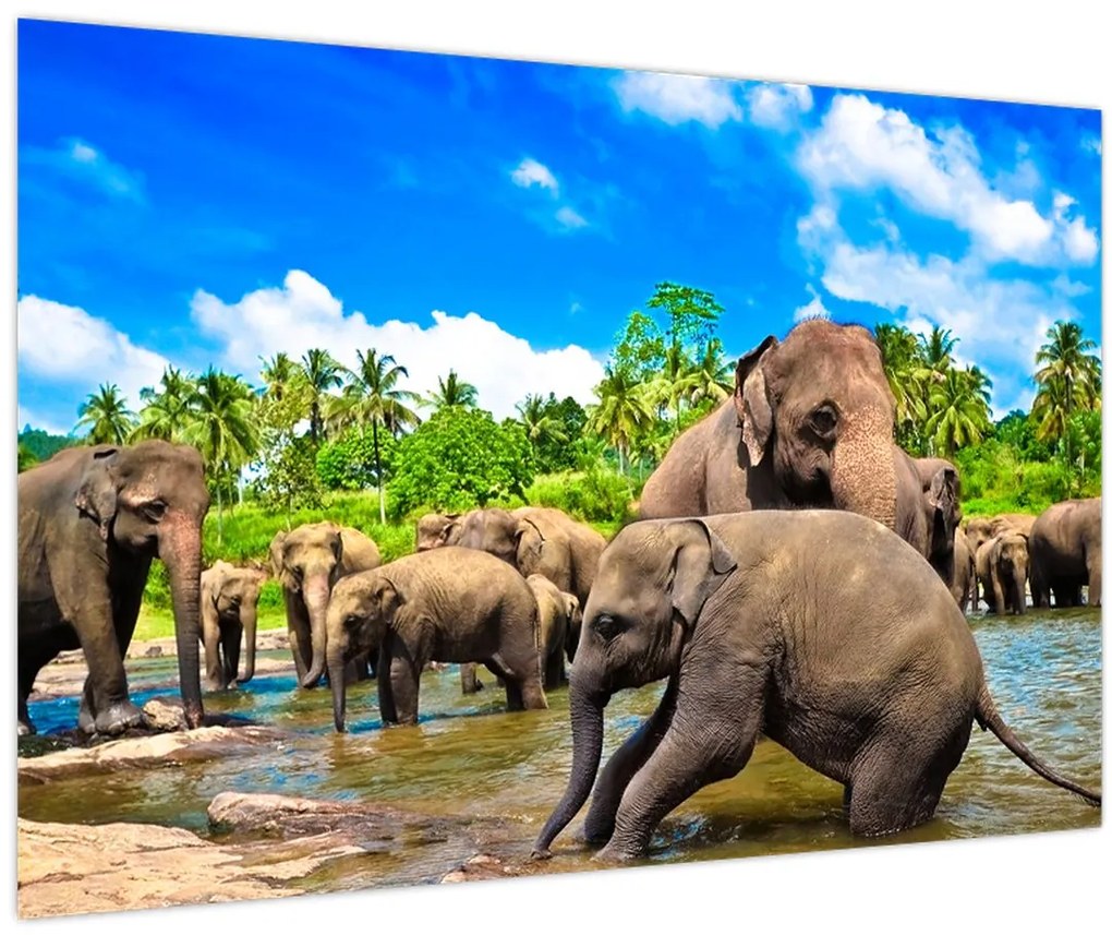 Tablou - Elefanți, Sri Lanka (90x60 cm)