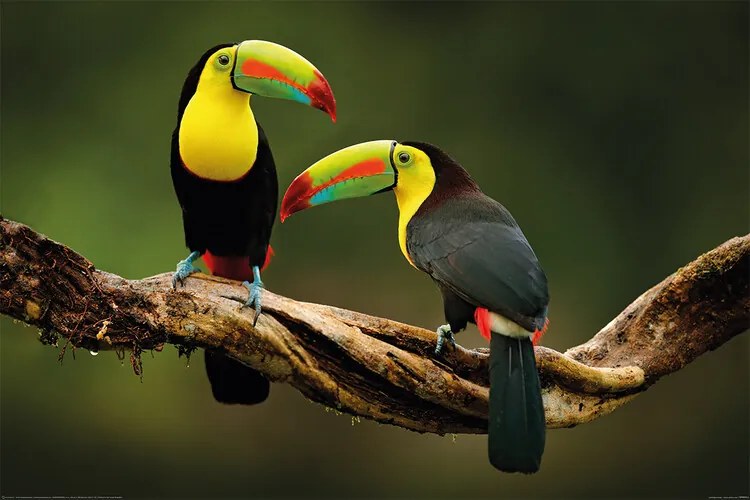 Poster Păsăret - Toucan