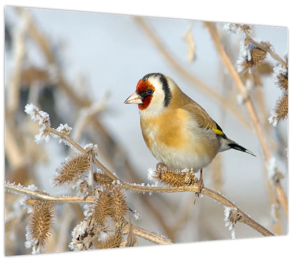 Tablou - Ciredeaua (70x50 cm)