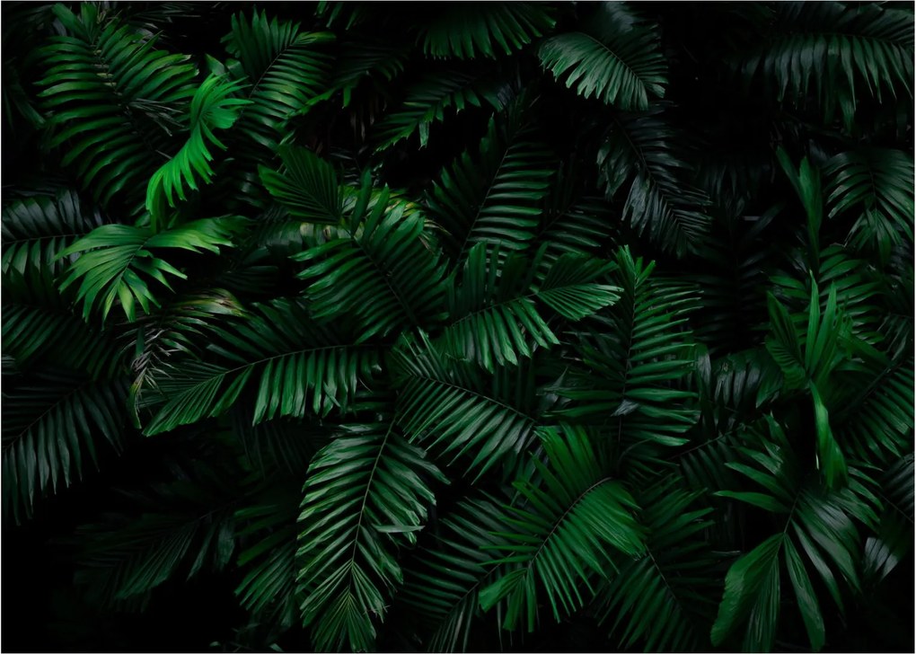 Tablou pe sticlă - Păpădii tropicale (70x50 cm)
