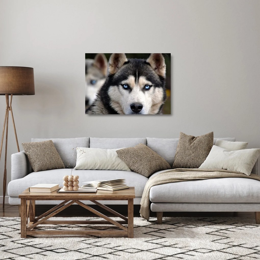Tablou pe sticlă cu câinele husky (70x50 cm)