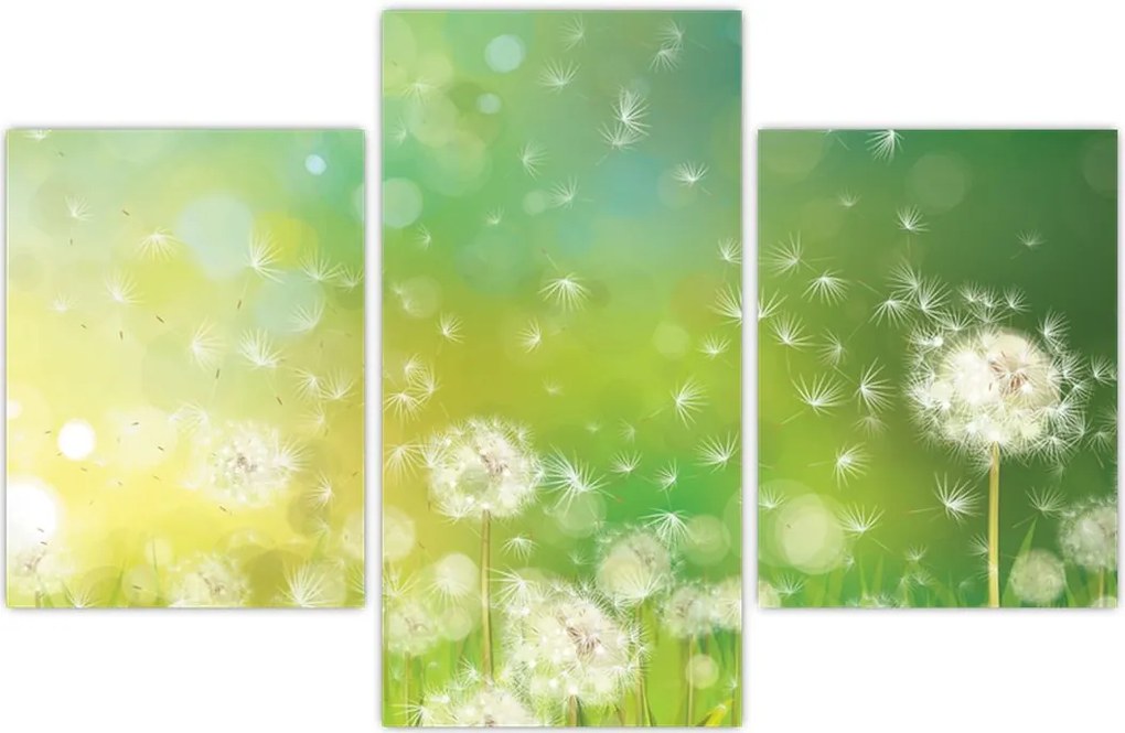 Tablou - Păpădie înflorită (90x60 cm)