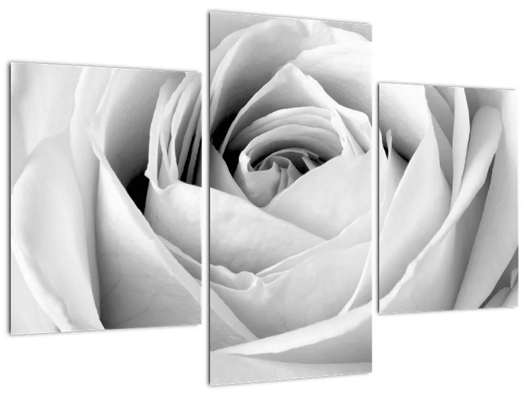 Tablou - Detailu de floare de trandafir (90x60 cm)