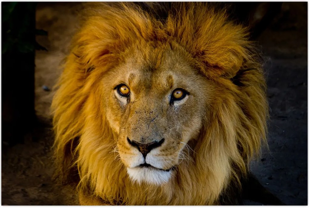 Tablou - Portret de leu (90x60 cm)