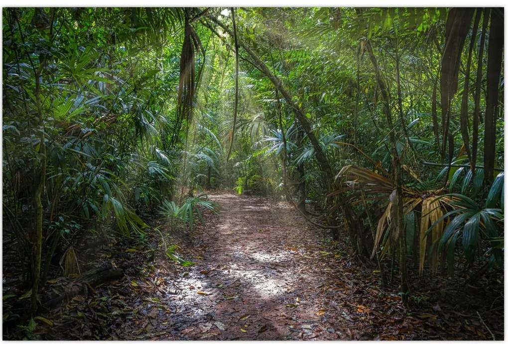 Tablou - Razele solare în junglă (90x60 cm)