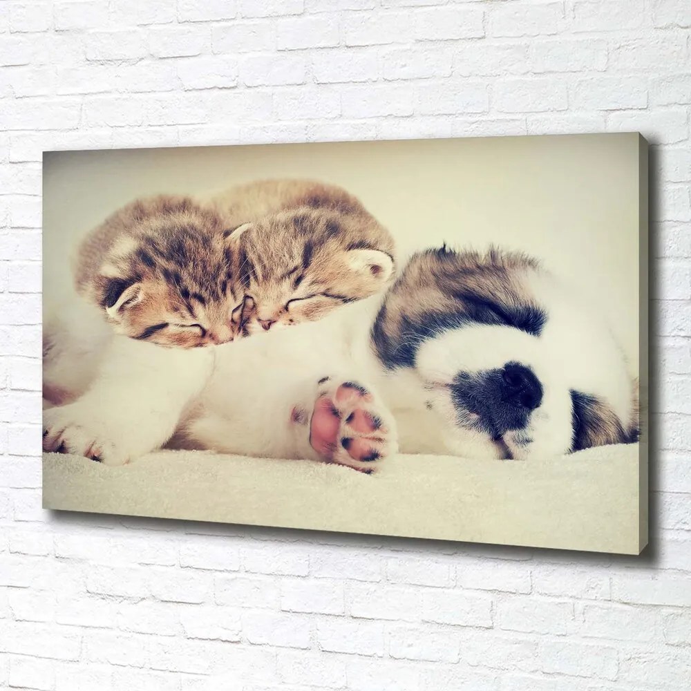 Print pe canvas Două pisici și un câine