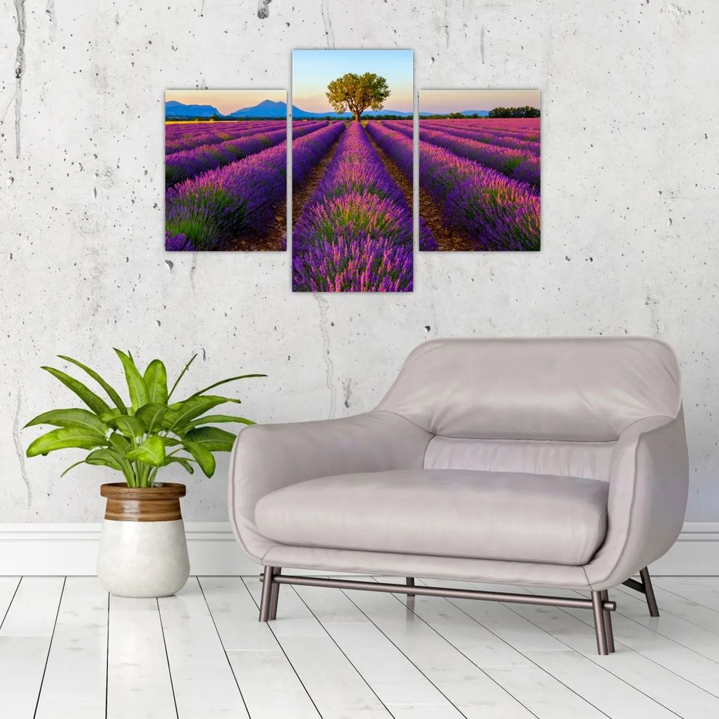 Tablou - Câmp de lavandă (90x60 cm)