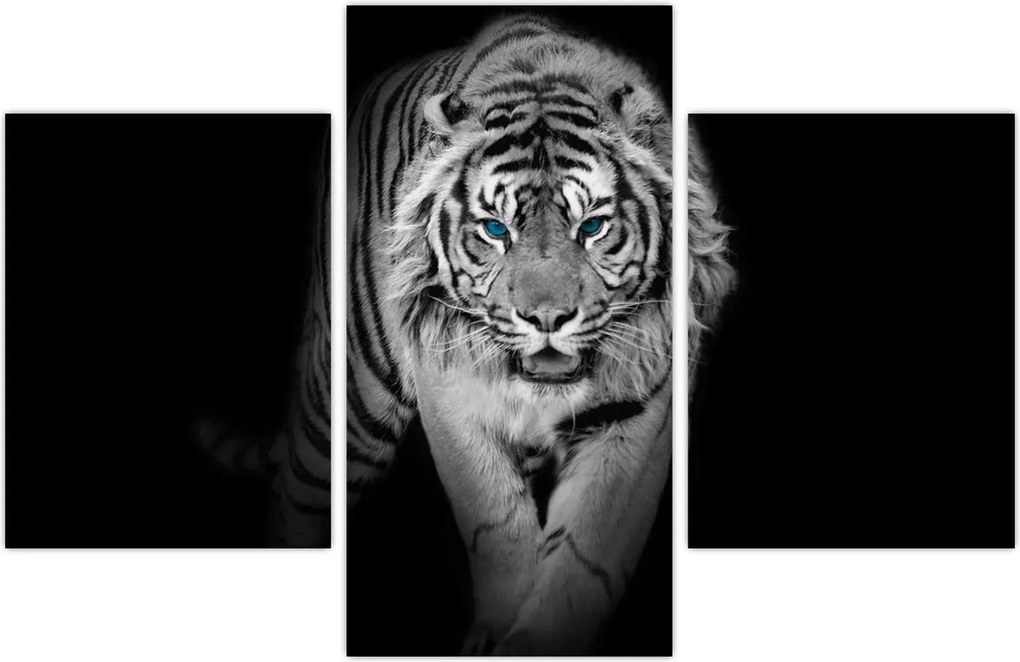 Tablou - Tigru cu ochi albaștri (90x60 cm)
