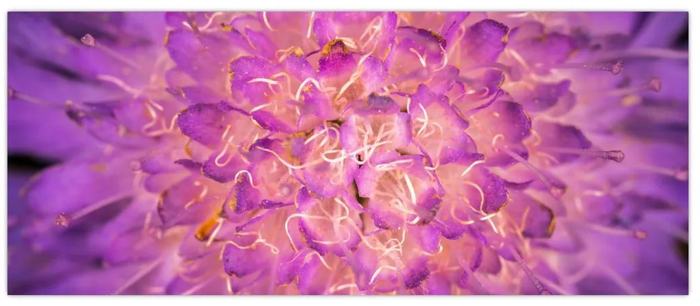 Tablou detailat cu floare (120x50 cm)