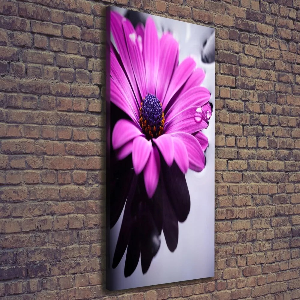 Tablou canvas Gerbera roz