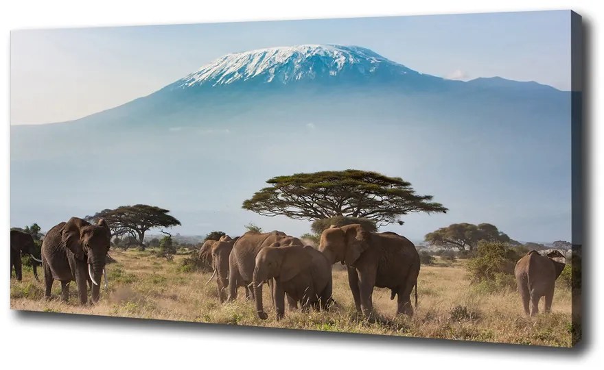 Tablou canvas Elefanți kilimanjaro