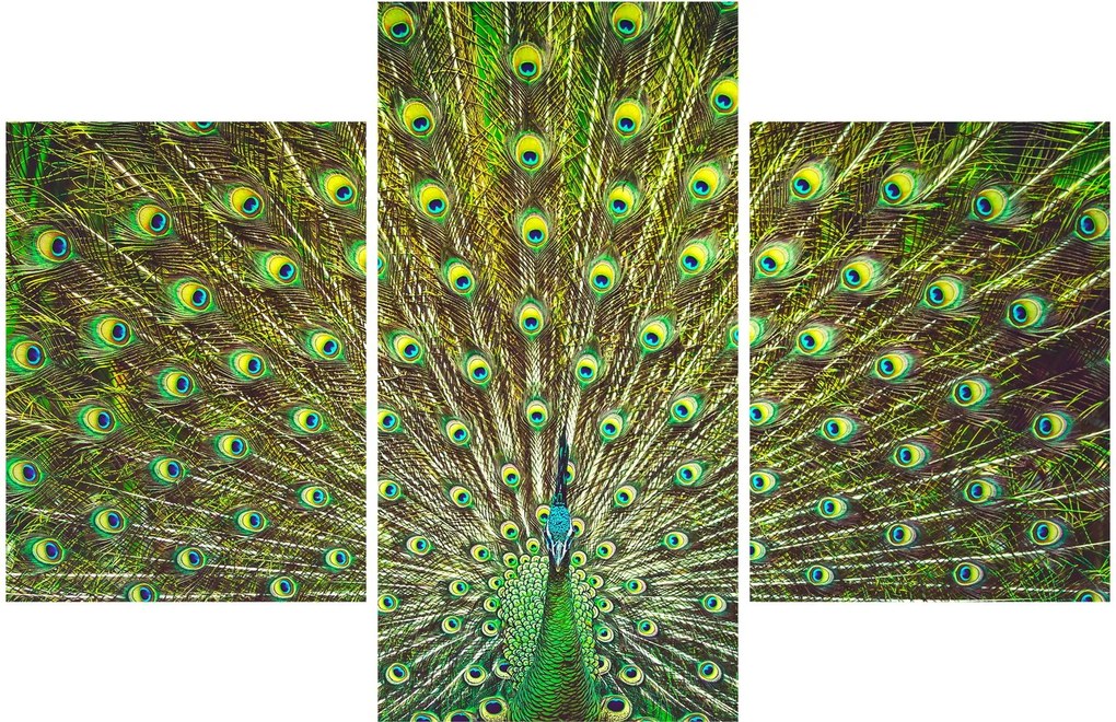 Tablou - Peacock (90x60 cm)