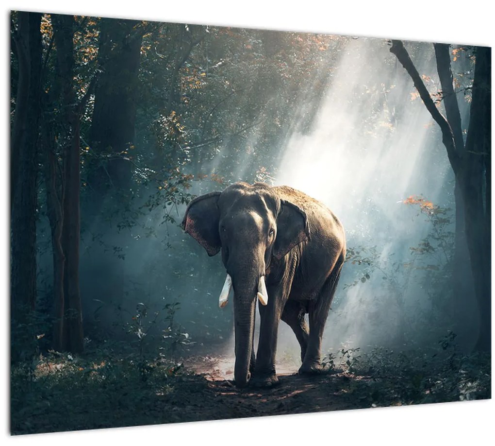 Tablou cu elefant în djunglă (70x50 cm)