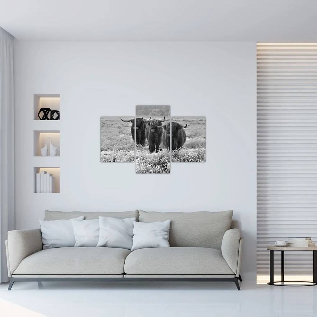 Tablou - Vaci scoțiene (90x60 cm)