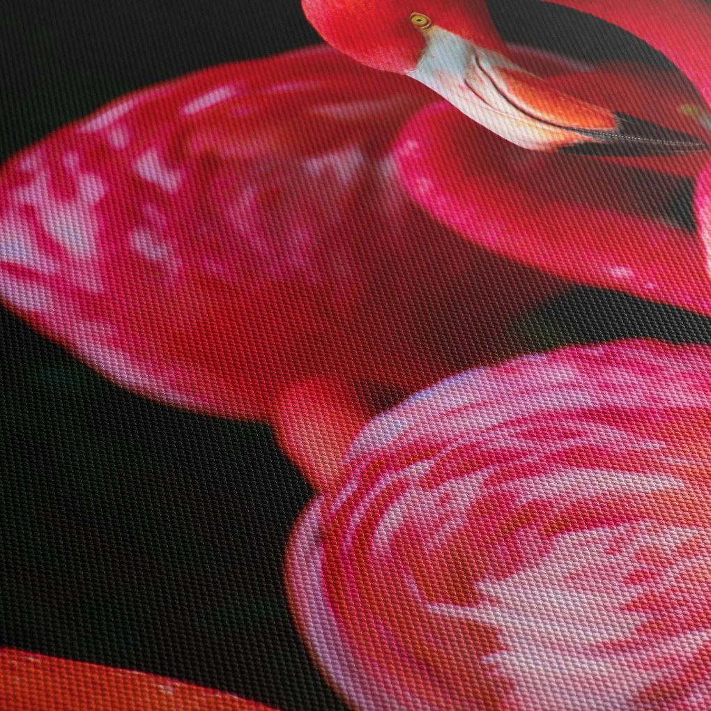 Tablou cu flamengo roșii (70x50 cm)