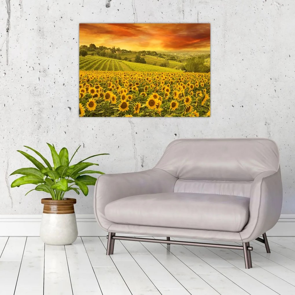 Tablou - Câmp de floarea-soarelui (70x50 cm)