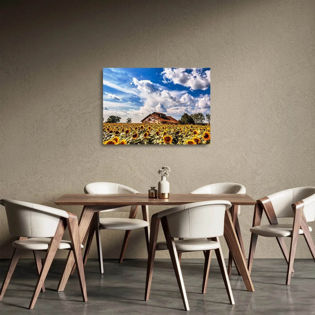 Tablou pe sticlă cu câmp de floarea soarelui (70x50 cm)