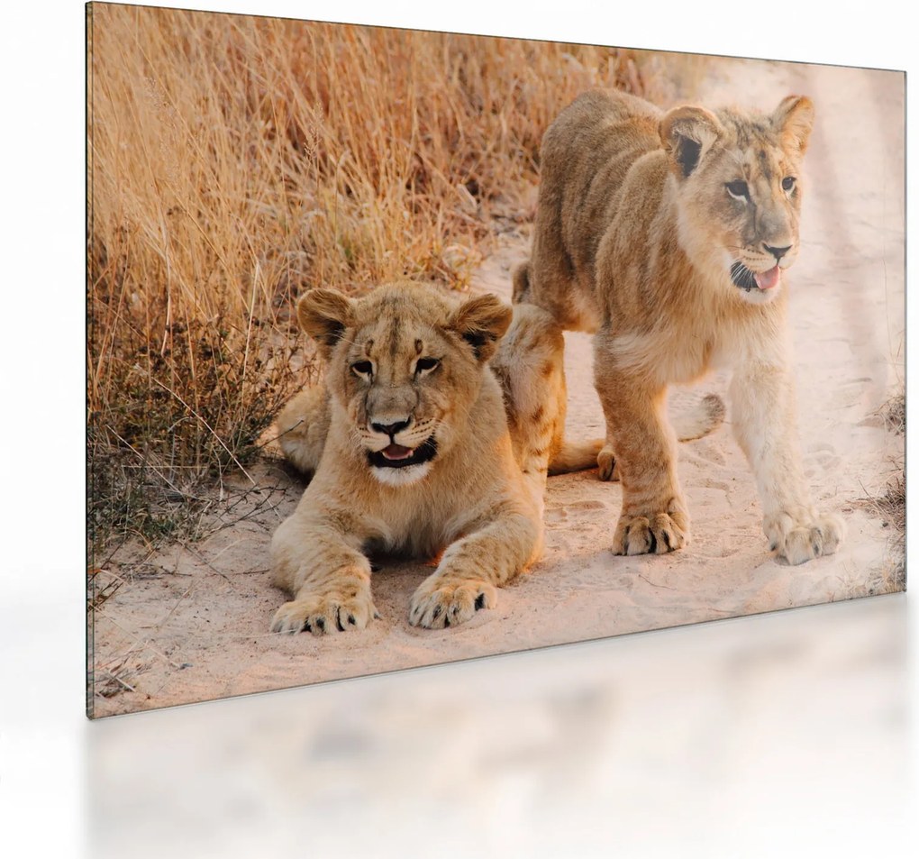 Tablou pe sticlă cu pui de leu (70x50 cm)