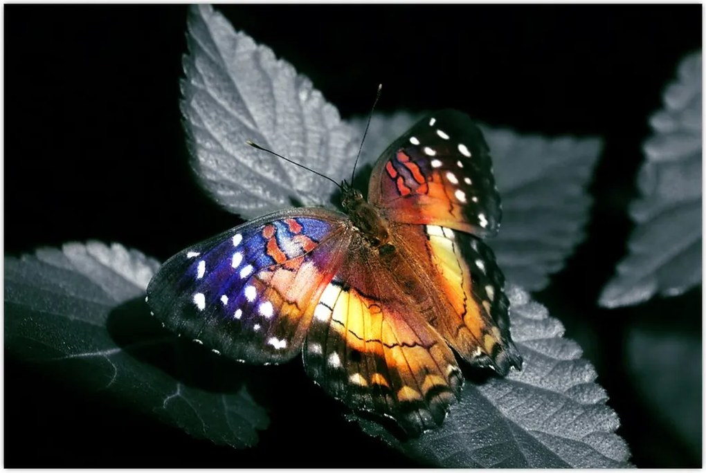 Tablou cu fluture (90x60 cm)