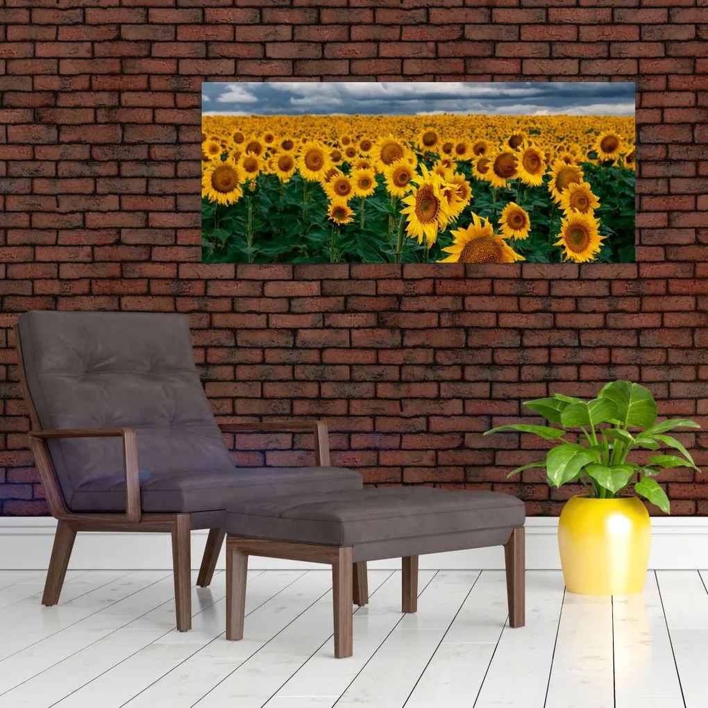 Tablou câmpului de floarea soarelui (120x50 cm)