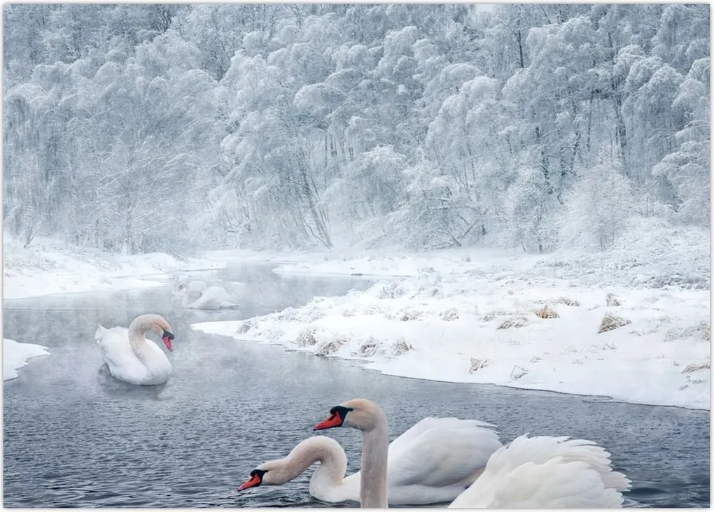 Tablou cu lebăde (70x50 cm)