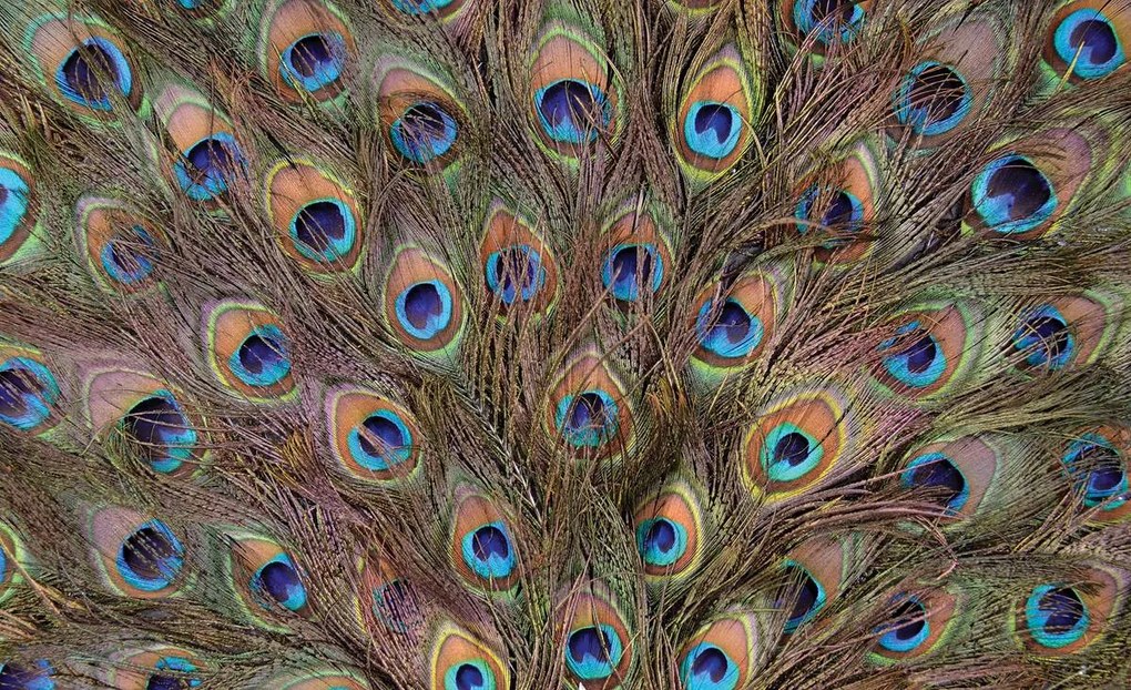 Fototapet - Păun (152,5x104 cm)