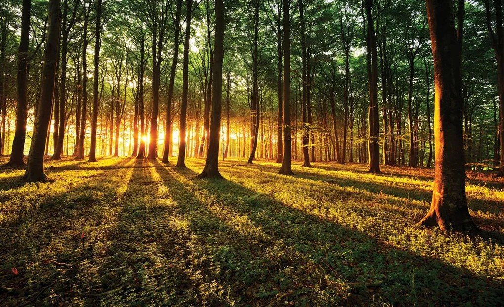 Fototapet - Razele prin pădure (152,5x104 cm)