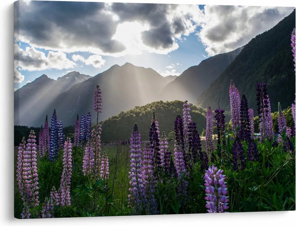 Tablou - scenariu cu flori de Lupin (70x50 cm)